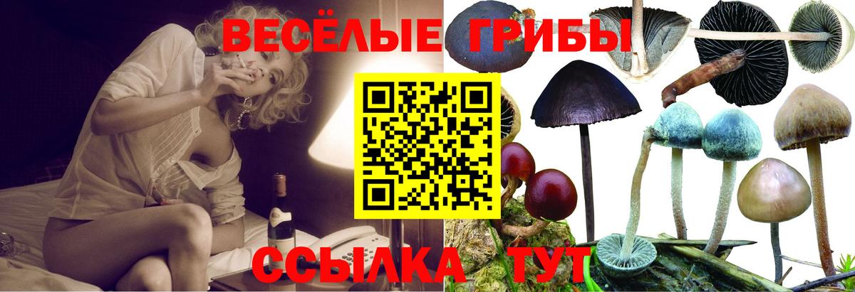 Галлюциногенные грибы Psilocybe Волхов